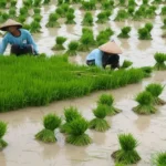 Bekasi Punya Petani Berkualitas! Benih Inpago 13 Solusi Produktivitas Tinggi